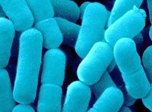 Le probiotique améliorerait le caractère...vive le yaourt! (photo XDR) Le probiotique améliorerait le caractère...vive le yaourt! (photo XDR)