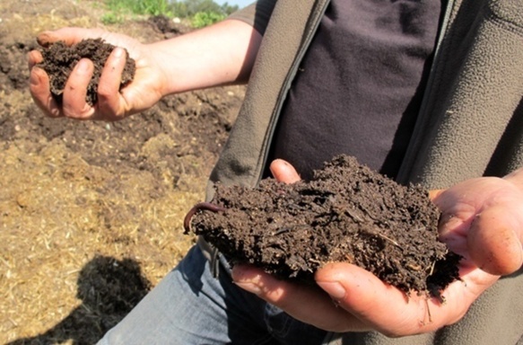 Les légumes de la cantines amenderaient les terres des paysans qui les fournissent avec ces petites bêtes rampantes (photo MN)