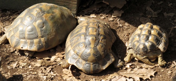 Victimes humaines mais aussi atteinte à la biodiversité. Dans le massif de l'Estérel la population de tortues d'herman très affectée par le feu qui ne laisse aucune chance à l'unique tortue terrestre autochtone (photo MN) Victimes humaines mais aussi atteinte à la biodiversité. Dans le massif de l'Estérel la population de tortues d'herman très affectée par le feu qui ne laisse aucune chance à l'unique tortue terrestre autochtone (photo MN)