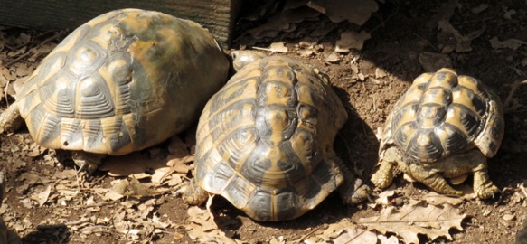 Victimes humaines mais aussi atteinte à la biodiversité. Dans le massif de l'Estérel la population de tortues d'herman très affectée par le feu qui ne laisse aucune chance à l'unique tortue terrestre autochtone (photo MN)