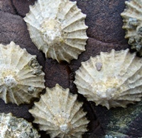 Arapède, quand tu nous tiens!... (photo XDR) Arapède, quand tu nous tiens!... (photo XDR)