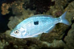 Une proche parente de la Chuscla (photo XDR) Une proche parente de la Chuscla (photo XDR)