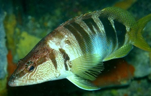 Le sarran est une perche de mer (photo XDR) Le sarran est une perche de mer (photo XDR)