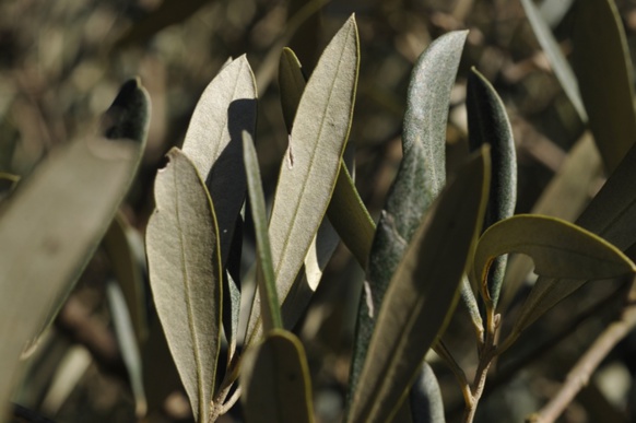 espérance de vie : 1000 ans ! (photo FFB DR) espérance de vie : 1000 ans ! (photo FFB DR)