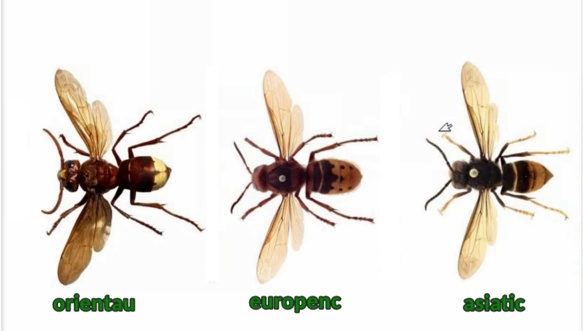 Les trois sortes de frelons présents en Provence désormais (Photo Ecotonia)