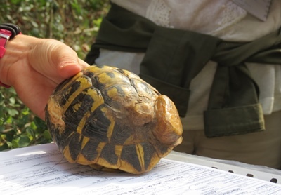 Dotée d'un émetteur radio la tortue peut subir un examen de santé (photo MN)