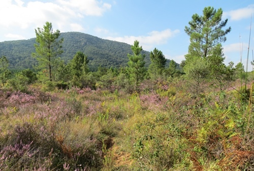 Son milieu : un maquis ensoleillé mais touffu, en plaine au pied du massif des Maures (photo MN) Son milieu : un maquis ensoleillé mais touffu, en plaine au pied du massif des Maures (photo MN)
