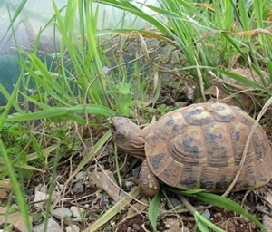 La tartuga patisse deis empachas a la biodiversitat