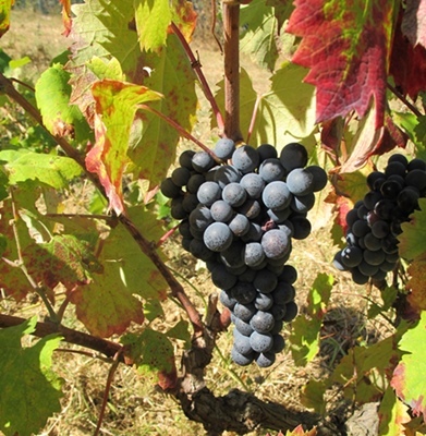 Une vieille histoire, qui depuis l'antiquité remplit nos verres et nos conversations (photo MN) Une vieille histoire, qui depuis l'antiquité remplit nos verres et nos conversations (photo MN)