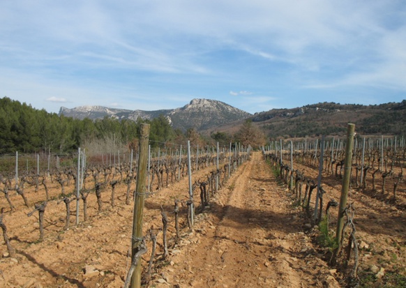 La vigne en général, culture valorisée, explique en partie les statistiques moins alarmantes que dans d'autres régions (photo MN)