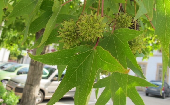 La biodiversité en ville peut faire l'objet d'une politique municipale avec un personnel formé...à parfois ne rien toucher (photo MN)