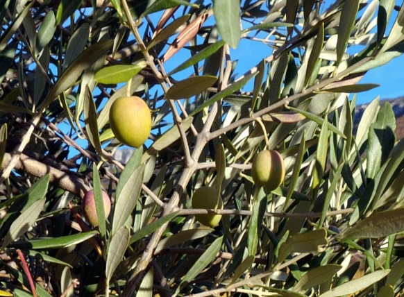 Aglandau ? Qué non! mai Aglandala... (photo XDR) Aglandau ? Qué non! mai Aglandala... (photo XDR)