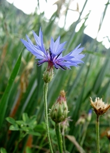 Une victime des herbicides agricoles, le bleuet (photo MN) Une victime des herbicides agricoles, le bleuet (photo MN)