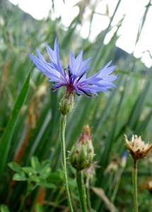 Une victime des herbicides agricoles, le bleuet (photo MN)