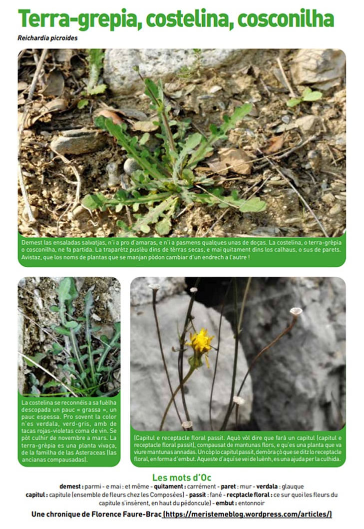 La cousteline, une des saladelles les plus communes (photos Florence Faure Brac DR La cousteline, une des saladelles les plus communes (photos Florence Faure Brac DR