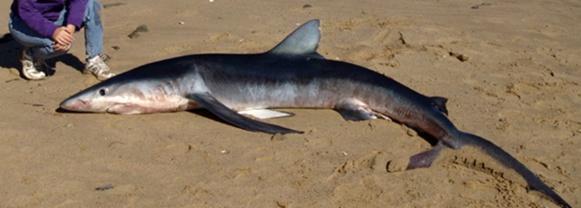 Les individus de moins de 2 m se rapprochent plus facilement du littoral (XDR) Les individus de moins de 2 m se rapprochent plus facilement du littoral (XDR)