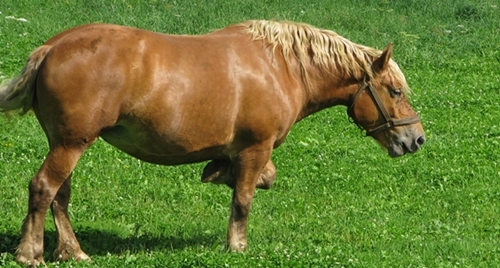 Ce que regarde un cheval, la façon dont il bouge ses oreilles, renseigne les autres sur ses préférences, dont ils tiennent compte (photo MN)