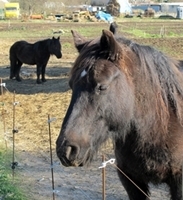 Des animaux sociaux qui s'influencent entre eux confirme une chercheuse britannique (photo MN)