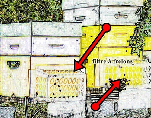 Piège à frelons : on crée un sas en forme de dédale à l'entrée de la ruche, afin de forcer le prédateur à avancer au sol, en position  vulnérable (dessin XDR)