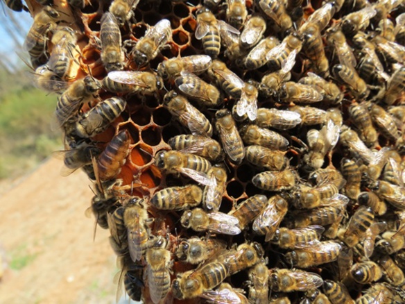 Cercaires, entreprenèires, ortolans … e cabrians an suenh de l’abelha