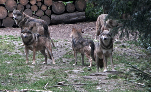 Le plan loup autorisera jusqu'à 19% de réduction de l'espèce en France... qui est surtout provençal et alpine (photo MN)