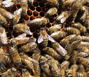 D’abelhas a l’Ostau de Regien per aparar la diversitat