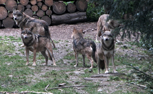 Meute de loups en Tinée. Désormais les tirs létaux autorisés seront plus nombreux, mais est-ce efficace pour abaisser la pression sur les troupeux d'ovins ? (photo MN) Meute de loups en Tinée. Désormais les tirs létaux autorisés seront plus nombreux, mais est-ce efficace pour abaisser la pression sur les troupeux d'ovins ? (photo MN)