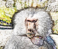 Capable de collaborer avec un congénère pour gagner une récompense... Travail d'équipe et salariat en vue pour nos cousins les primates ? (photo XDR) Capable de collaborer avec un congénère pour gagner une récompense... Travail d'équipe et salariat en vue pour nos cousins les primates ? (photo XDR)