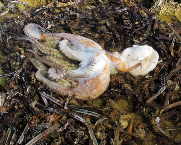 Si les rejets d'Alteo sont "une goutte d'eau" dans la pollution de la méditerranée, en particulier celle des villes du Sud, l'effet des polluants rejetés sur les organismes vivants suscite un débat dans la communauté scientifique locale (photo MN)