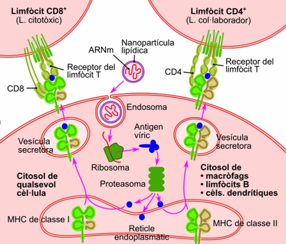Un principi una briga complexa ! Un principi una briga complexa !