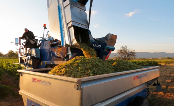 Les importateurs recherchent de plus en plus des vins produits en exploitation familiale pour les restaurants qui recherchent originalité et caractère (photo MN) Les importateurs recherchent de plus en plus des vins produits en exploitation familiale pour les restaurants qui recherchent originalité et caractère (photo MN)