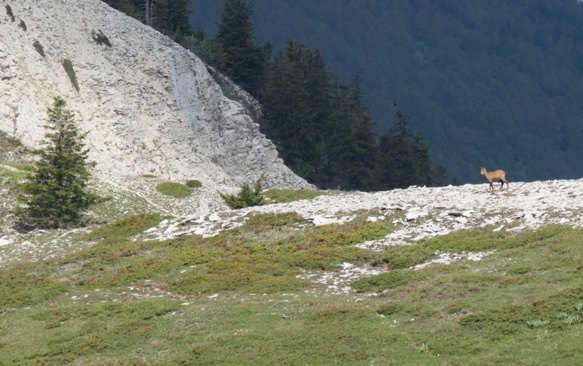 Force tellurique et monde entre deux mondes provençaux, la Montagne de Lure est aussi métaphore du passage des âges de la vie dans Balat (photo MN)