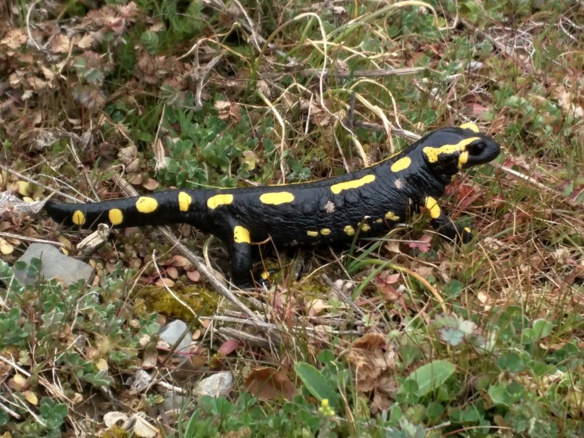 "Elle a pu rester un quart d'heure sans absolument bouger !" (photo Claire Buslig DR) "Elle a pu rester un quart d'heure sans absolument bouger !" (photo Claire Buslig DR)