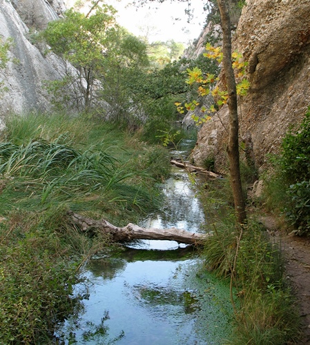 Terroirs boisés et parcourus de ruisseaux avec des eaux calmes et non polluées, c'est le terrain favorable aux salamandres (photo MN)