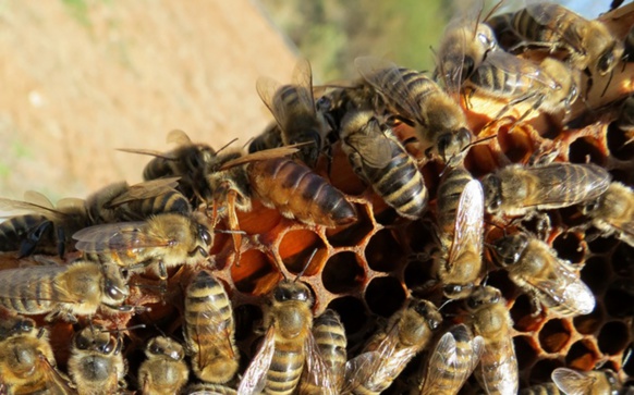 Sur les hauteurs de Martigues, l'association de surveillance de l'air Air Paca, installe aussi ses ruches. Le but, établir une corrélation entre qualité de l'air et santé des abeilles (photo MN) Sur les hauteurs de Martigues, l'association de surveillance de l'air Air Paca, installe aussi ses ruches. Le but, établir une corrélation entre qualité de l'air et santé des abeilles (photo MN)