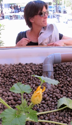 Eau recyclée, courgette bio dans bac de plastique recyclé...L'économie circulaire en action (photo MN) Eau recyclée, courgette bio dans bac de plastique recyclé...L'économie circulaire en action (photo MN)