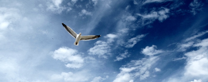 Cris d'oiseaux, insectes et vagues feront la base sonore de Sud (photo MN) Cris d'oiseaux, insectes et vagues feront la base sonore de Sud (photo MN)