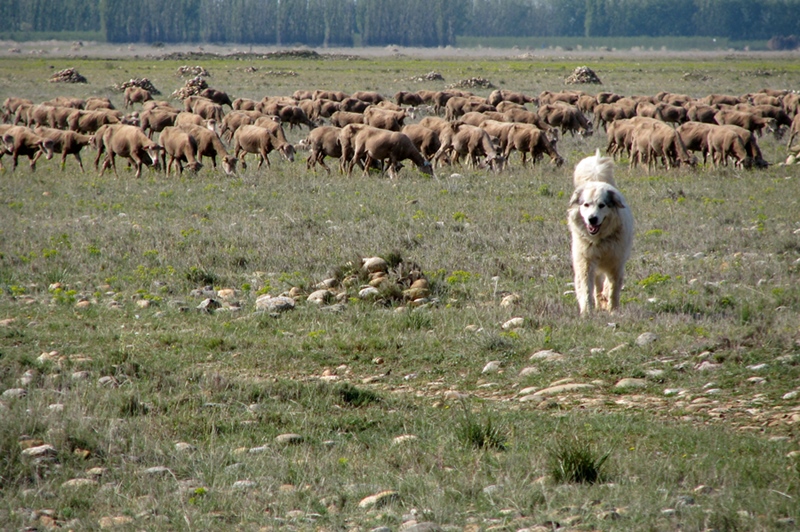 Patou et troupeau en plaine de Crau...vivement déconseillé de s'approcher! (photo MN)