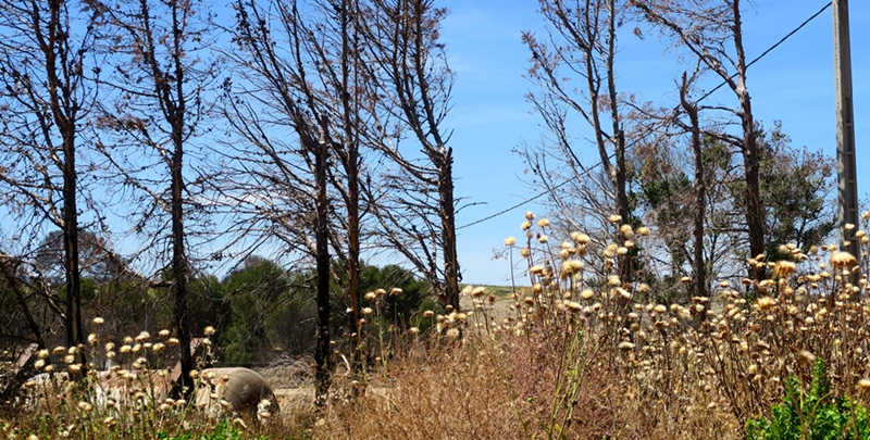 Pays d'Aix; la végétation propice à l'incendie, et les restes du feu d'aout 2016 (photo MN)