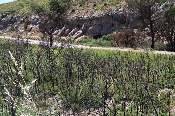 Si les uns penchent pour l'intervention minimale et les autres pour une action humaine renforcée, tous conviennent de l'intérêt de notre forêt méditerranéenne (photo MN)