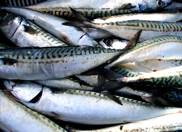 Pas plus d'occitan "en force" dans les lycées niçois que de sardine pour boucher le port de Marseille (photo MN)