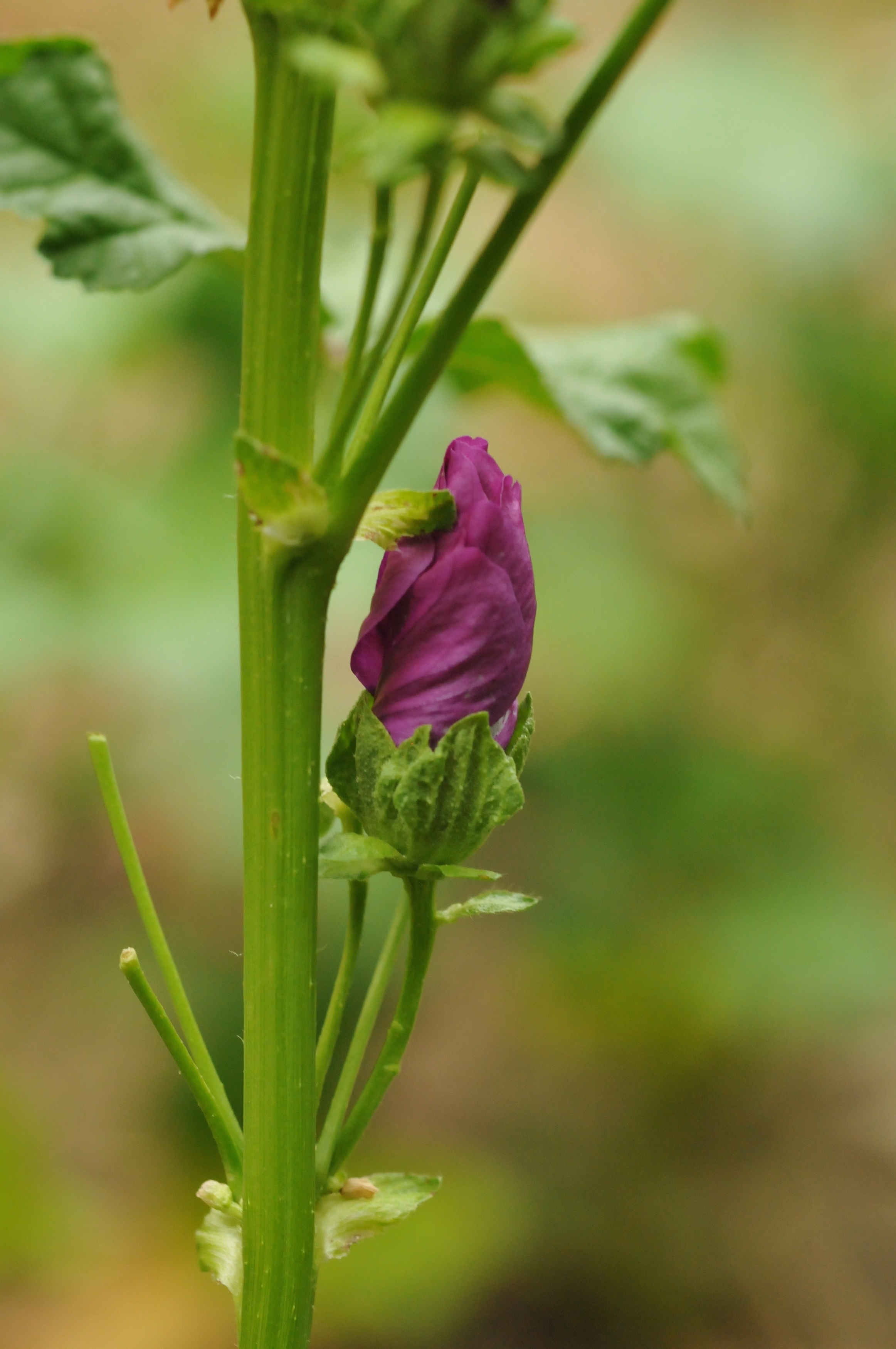 Utile pour adoucir la gorge, la mauve est aussi un anti-constipation (photo Lo Gafarot DR)