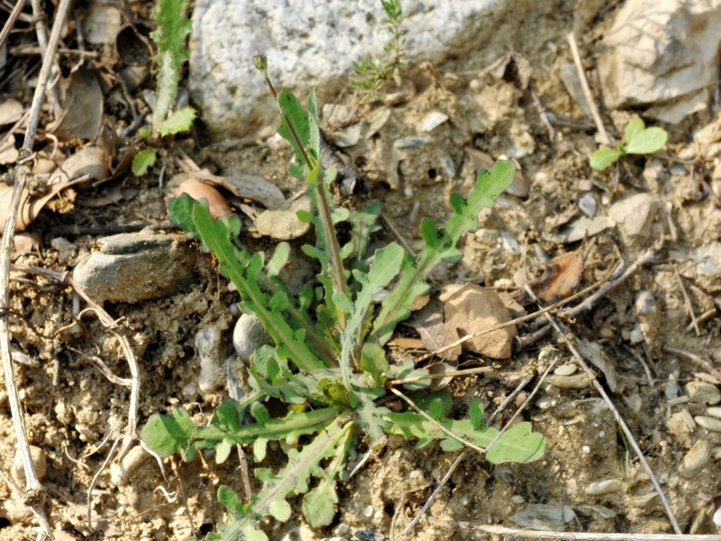 La cousteline on la trouvera plutôt dans les terres sèches.