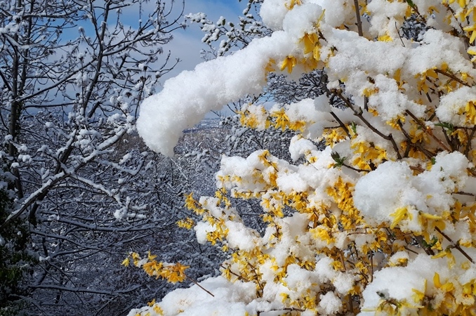 Au Japon on admire les fleurs des arbres, dans le Gapençais elles contrastent avec les ultimes neiges (photo ET)