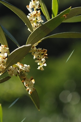 L'élixir floral est revigorant (photo FFB DR)