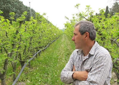 En Provence l'arboriculture recule (photo MN)