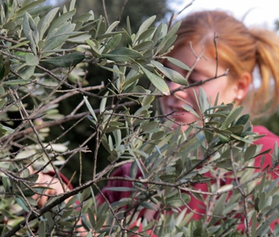 Mais la décoction de feuilles d'oliviers est aussi un bon moyen (photo MN)