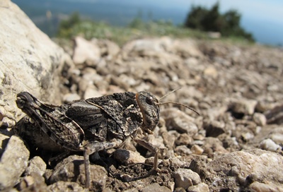 Une trame verte dans la commune ? Un bon moyen d'y favoriser la biodiversité (photo MN)