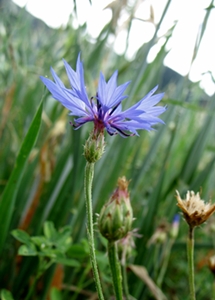 Une victime des herbicides agricoles, le bleuet (photo MN) Une victime des herbicides agricoles, le bleuet (photo MN)