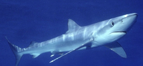 Si les populations de requins bleus se maintiennent et qu'il est encore possible de les pêcher, d'autres espèces telles que le requin blanc disparaissent de Méditerranée (photo XDR)